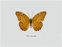 藏品(琺蛺蝶)的圖片